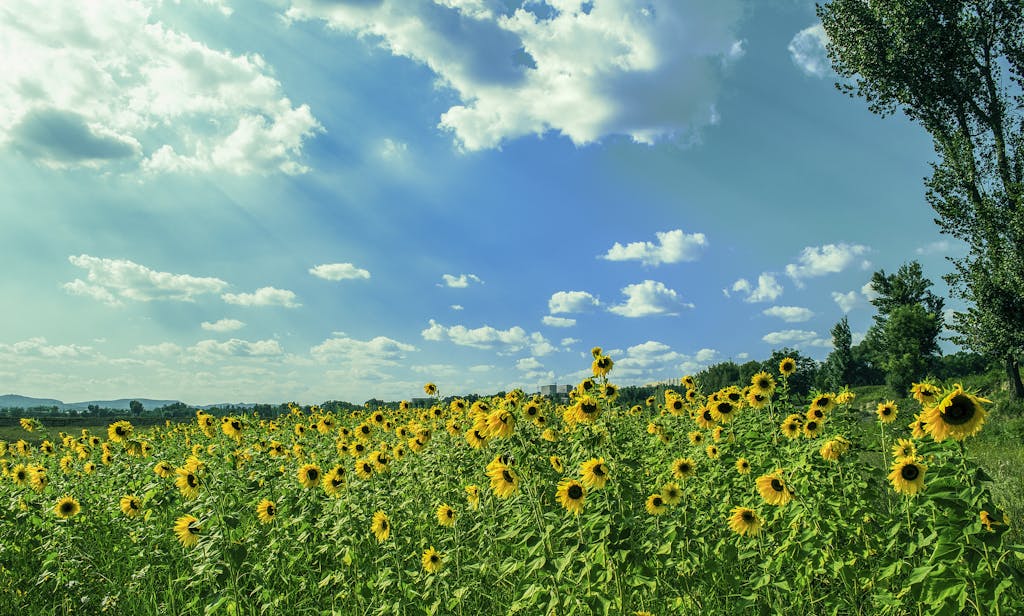 How Sunflowers Symbolize the Christian Life: Lessons in Faith and Growth