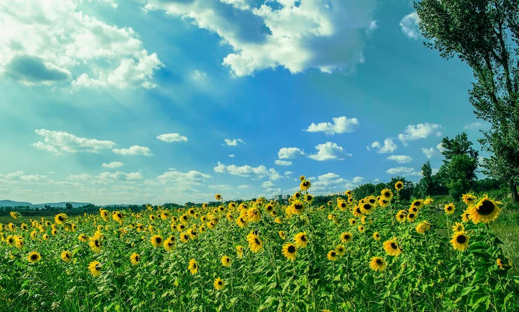 Biblical Meaning of the Sunflower: 4 Spiritual Lessons