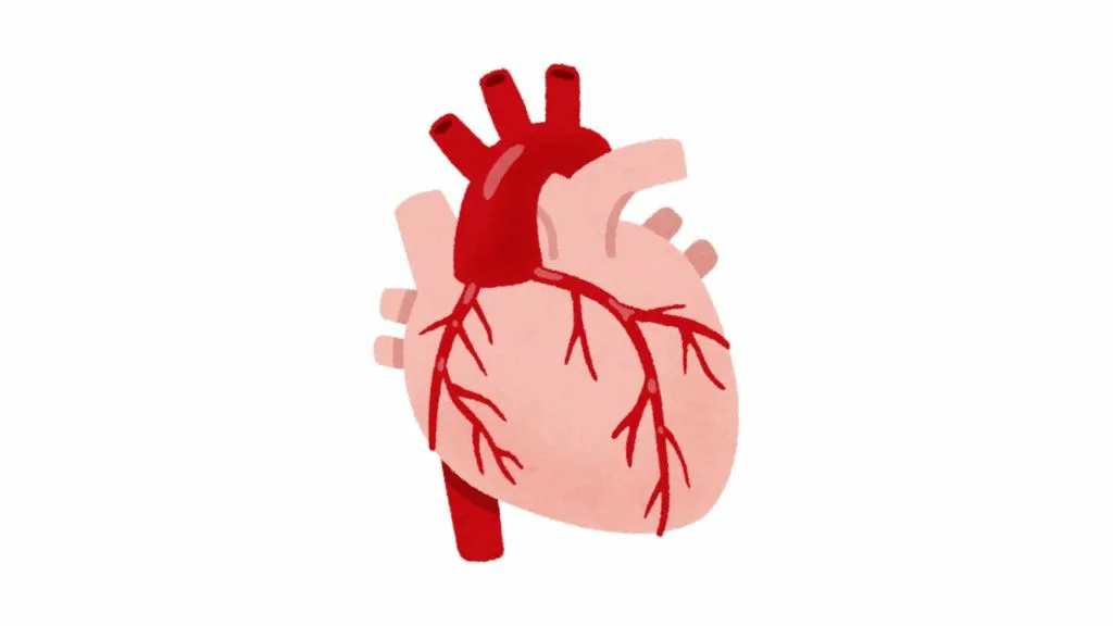 The heart - give and you shall receive
