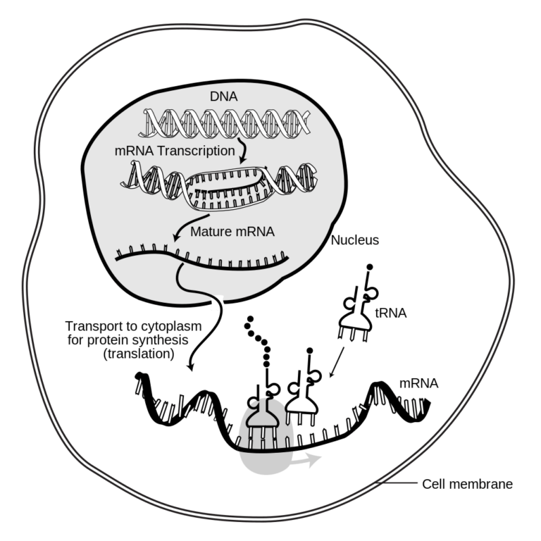 Life Lessons from mRNA