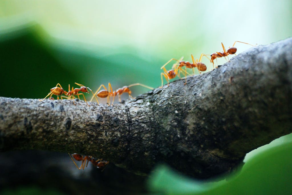 Close-up view of weaver ants working together on a tree branch in nature.